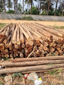 14 Feet Round Eucalyptus Pole