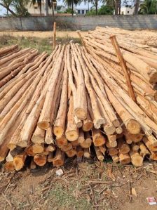16 Feet Brown Eucalyptus Pole