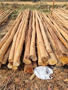 16 Feet Round Eucalyptus Pole