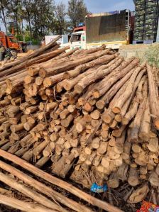 6 Feet Brown Eucalyptus Pole