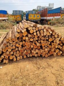 9 Feet Brown Eucalyptus Pole