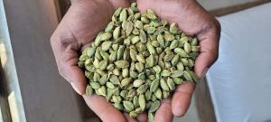 8mm Plus Green Cardamom