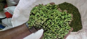7mm Plus Green Cardamom