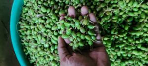 7mm Plus Green Cardamom