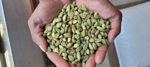 7mm Plus Green Cardamom