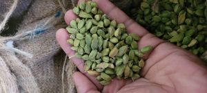 7mm Plus Green Cardamom
