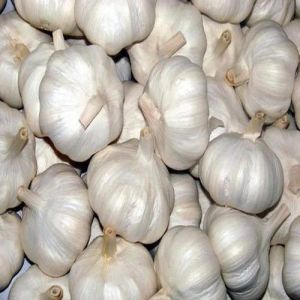 Whole Garlic