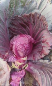 A Grade Fresh Red Cabbage