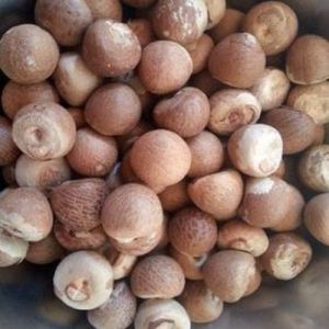 Dried Areca Nuts