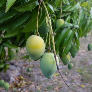Desi Mango