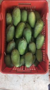fresh dashehari mango