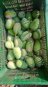 fresh kesar mango