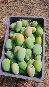 fresh kesar mango