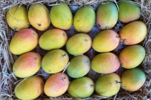 Fresh Payari Mango