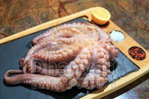 Fresh Octopus