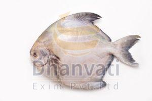 Fresh Pomfret Fish