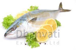 Fresh Tuna Fish