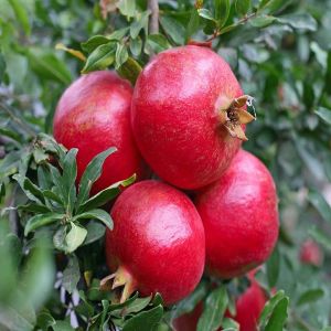 Fresh Bhagwa Pomegranate