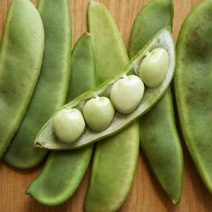 Fresh Lima Beans