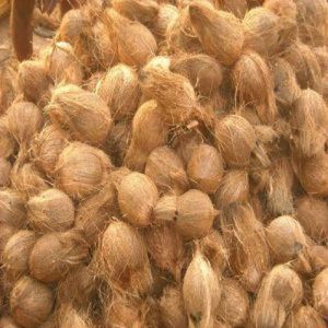 Fresh Semi Husked Coconut