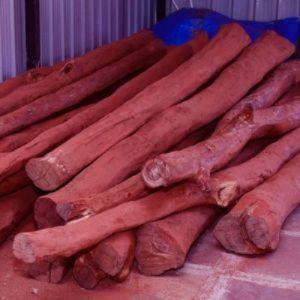 Pure Red Sandalwood Logs