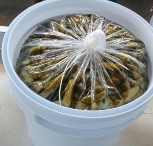 Acetic Acid Pickled Gherkins