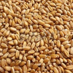 B Grade Wheat Grain
