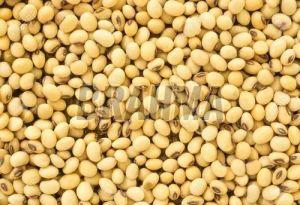 Natural Soybean Seeds