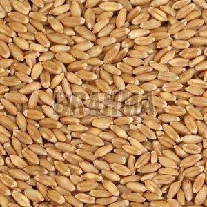Sharbati Wheat Grain