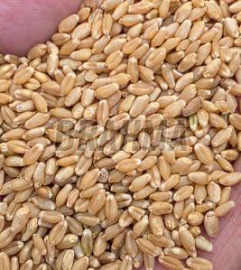 Brown Wheat Grain