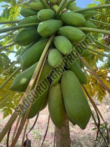 Fresh Green Papaya