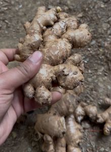 fresh ginger