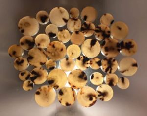 Buffalo Horn Button Blanks