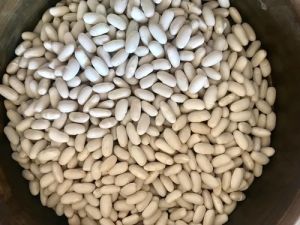 Navy Bean