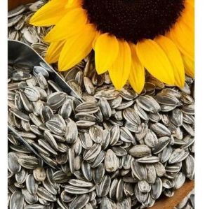 Sunflower Seeds