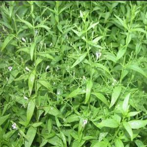 Kalmegh Extract