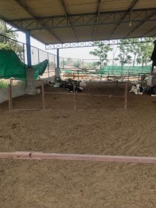 Dry Cow Dung Powder