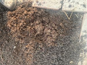 Organic Cow Dung Vermicompost