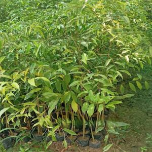 Agarwood Plants