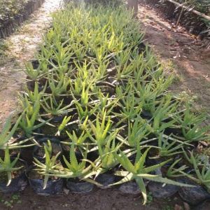 Aloe Vera Plants