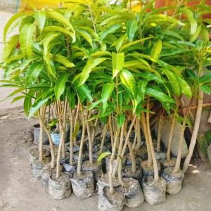Amravati Mango Plants