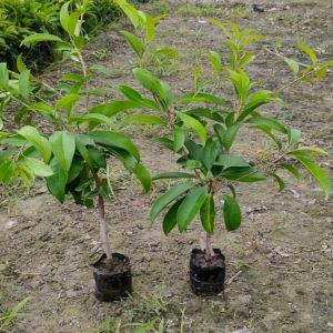 Chikoo Plants