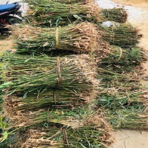 Bamboo Rhizomes Plants