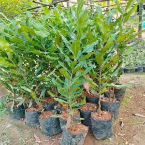 Macadamia Nuts Plant