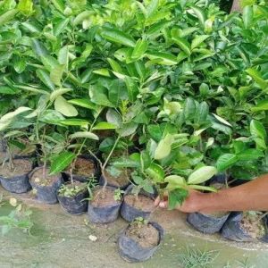 Mosambi Plants