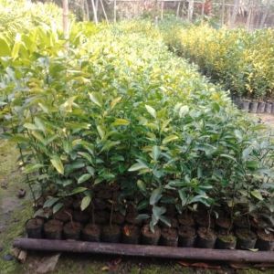 Orange Plants