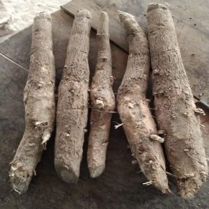 Teak Stumps