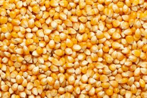 Yellow Maize Seeds