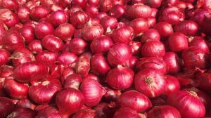 A Grade Red Onion