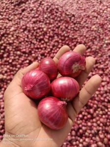B Grade Red Onion